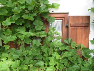 Weinranken vor Holzfenster
