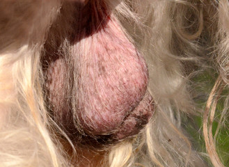 Dog scrotum seen from the left side. This dog has a torsion on the left testicle, the epididymis points forward/slighty down. This image is not made to offfend, but to be used to educate about healh.