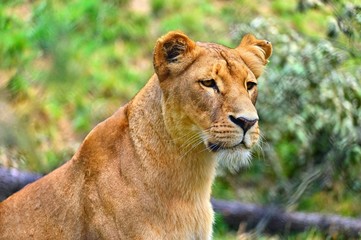 Animal - beautiful lioness. Colorful nature background.