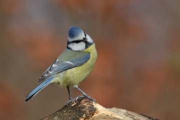 The Eurasian blue tit (Cyanistes caeruleus) is a small passerine bird in the tit family, Paridae. Blue tit sitting on the branch. Song bird in the nature habitat