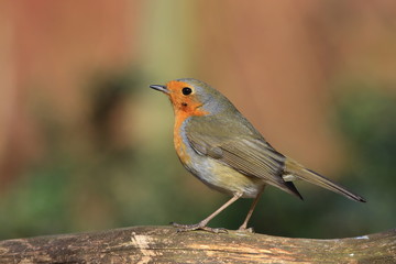 Photo of European robin (Erithacus rubecula) sits on a branch. Detailed and bright portrait. Autumn landscape with a song bird. Erithacus rubecula. Wildlife scene from nature.