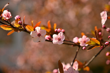Beautiful nature scene with blooming tree and sun. Easter Sunny day. Spring flowers. Orchard Abstract blurred background in Springtime.