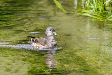 オシドリ雌(Mandarin duck)