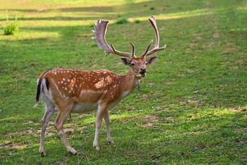 Naklejka na ściany i meble Beautiful animal in a wild nature. Fallow deer (Dama dama) Colorful natural background.