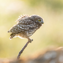 Young Little owl, Athene noctua,sitting on a stick against a blurred natural background