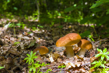 Ceps mushrooms in deciduous forest