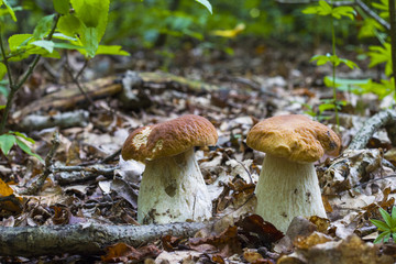 two ceps mushrooms in deciduous forest