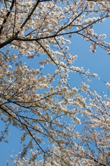 Cherry blossom_03／桜の花_03