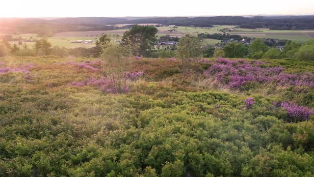 Camera flies over high-altitude heath area of Brilon Scharfenberg. She flies from left to right. Scharfenberg can be seen in the background. Lens flares.