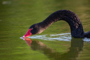 Black swan drinks water. Cygnus atratus. CLose Up.