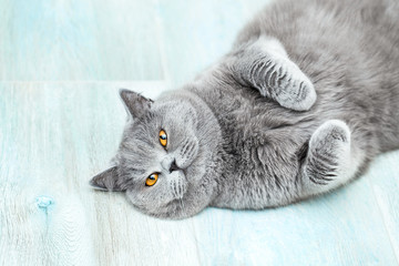 Scottish shorthair cat lying and looking up, adorable and funny pet on a simple background
