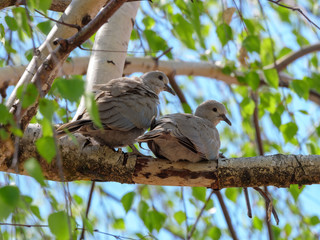 Collared Dove (Streptopelia decaocto).