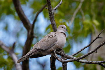 Collared Dove (Streptopelia decaocto).