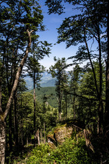 Fototapeta premium Through the trees
