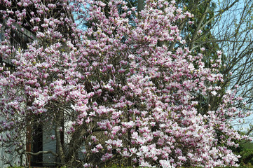 flowering magnolia tree in a garden in springtime
