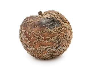 Bad and rotten apple with fungus isolated on white background
