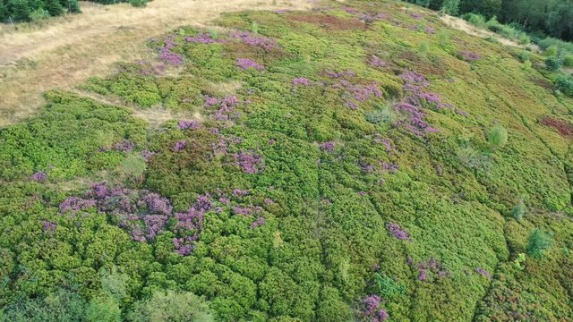 Camera flies over Hochheide area of Brilon Scharfenberg. It flies in point of view mode and circles the heathland. Long term.