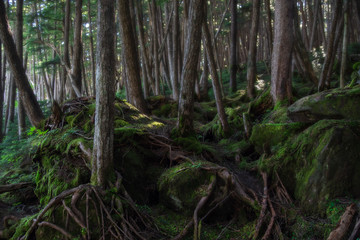 苔の林