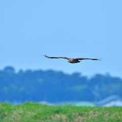 丘のグリーンをバックに飛ぶオジロワシ