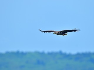 丘のグリーンをバックに飛ぶオジロワシ