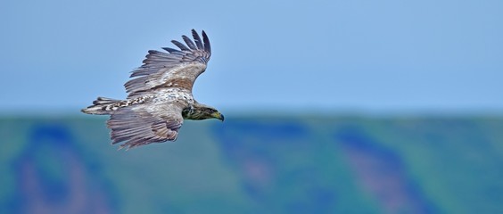 丘のグリーンをバックに飛ぶオジロワシ