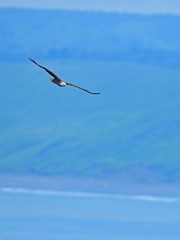 丘のグリーンをバックに飛ぶオジロワシ