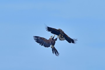 迫力満点のオジロワシの空中バトルシーン