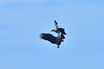 迫力満点のオジロワシの空中バトルシーン