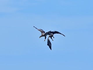 迫力満点のオジロワシの空中バトルシーン