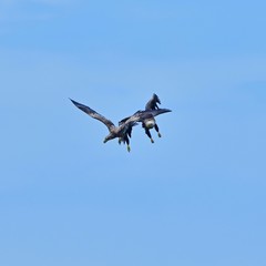 迫力満点のオジロワシの空中バトルシーン