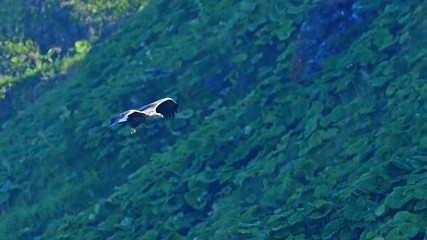丘のグリーンをバックに飛ぶオジロワシ