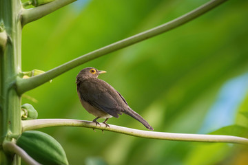 Turdus nudigenis or Spectacled thrush The bird is perched on the branch nice natural environment of wildlife of Trinidad and Tobago..