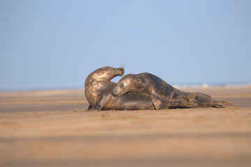phoca vitulina, Harbor seal , common seal 