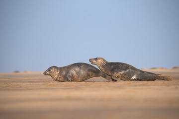 Fototapeta premium phoca vitulina, Harbor seal , common seal 