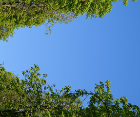 Alley of horse chestnuts against the blue sky. Green trees in the spring. Clear sky.