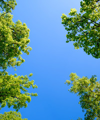 Alley of horse chestnuts against the blue sky. Green trees in the spring. Clear sky.