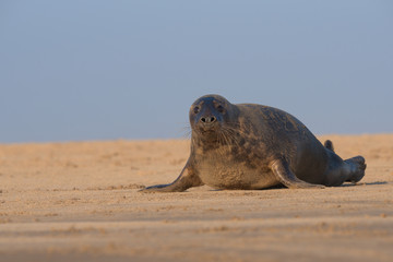 phoca vitulina, Harbor seal , common seal 