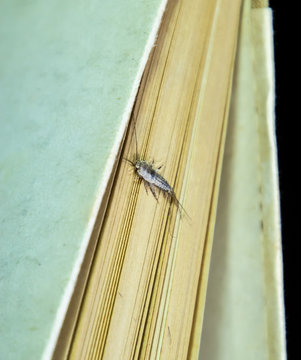 Thermobia domestica. Pest books and newspapers. Lepismatidae Insect feeding on paper - silverfish