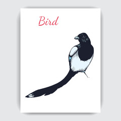 Sketch hand drawn card with magpie. Animals illustration birds.