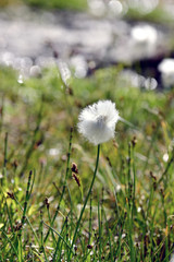 Il bianco piumino del fiore dell ' Erioforo  