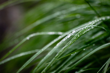 dew on the grass