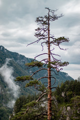 Obraz premium pine tree in mountains