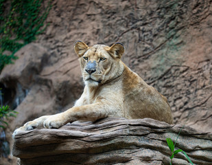 Fototapeta na wymiar lioness resting on a rock