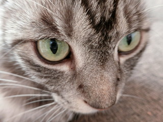 cat