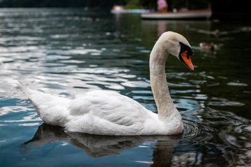 swan on lake