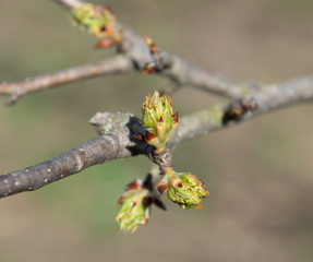 Pear bud shoots on branches in spring in garden.