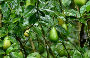 Lemon in a tree branch  in a rainy day