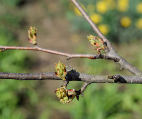 Blossoming buds of pear tree. Dissolve kidney pears