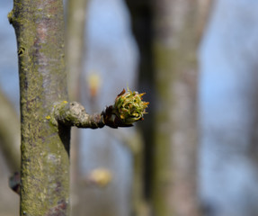 Blossoming buds of pear tree. Dissolve kidney pears