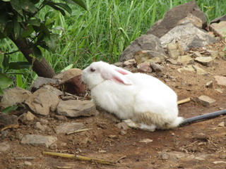 animal Rabbit